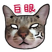 Dada wu is a cat