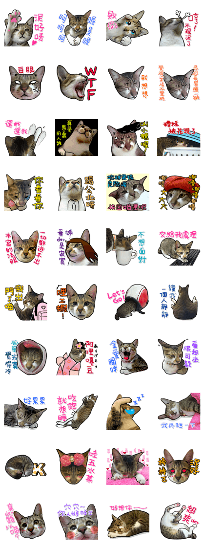 Dada wu is a cat