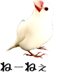 cute bird white