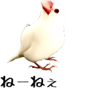 cute bird white