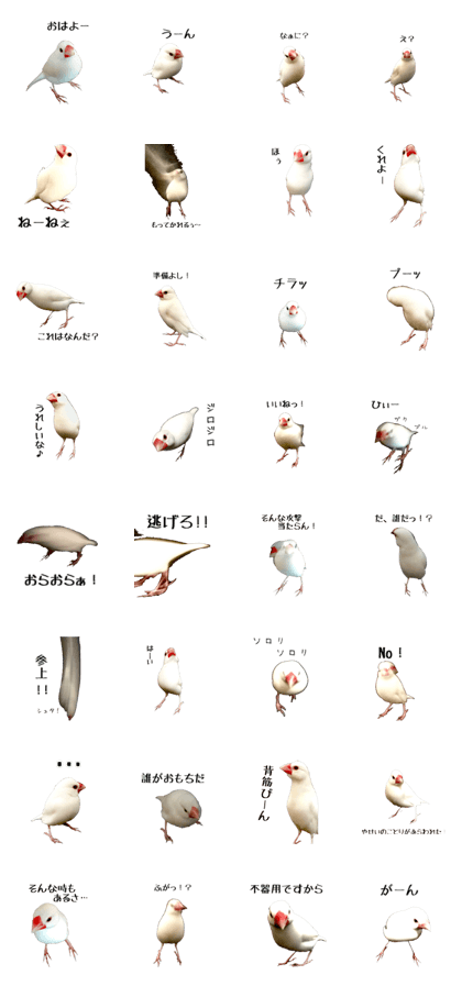 cute bird white