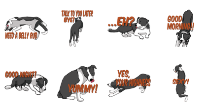 Border Collie Daily