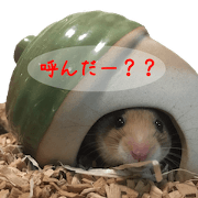 Hamster_Mr.Right