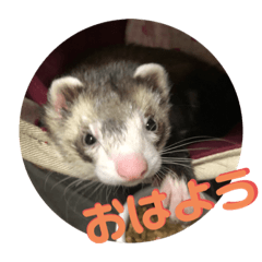 フェレット<くろすけ>