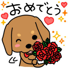 Life of the dachshund