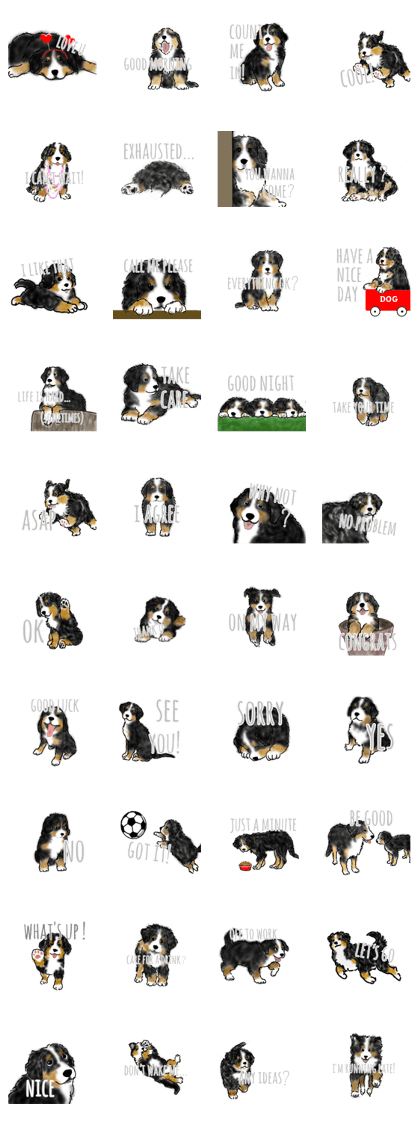 HOOKED ON BERNESE!