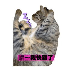 咪咪小貓貓