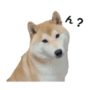 Shiba Dog ICHIRO