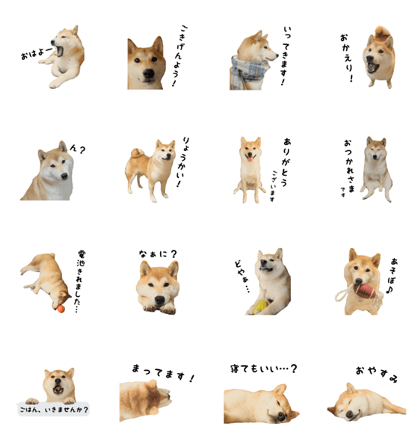Shiba Dog ICHIRO