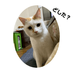 matsu_20201107115441