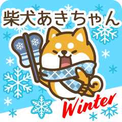 Shiba Akichan in Winter