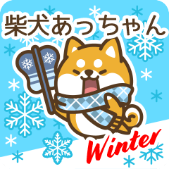 Shiba Atchan in Winter