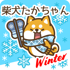 Shiba Takachan in Winter