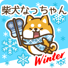 Shiba Natchan in Winter