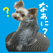 Sticker of a Yorkshire terrier2