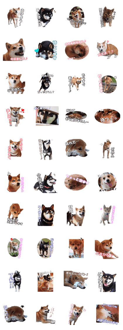 shibainufan