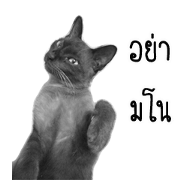 Meaw Taoooo