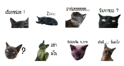 Meaw Taoooo