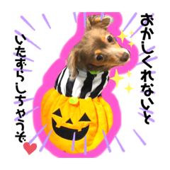 Satonma_20201107165917