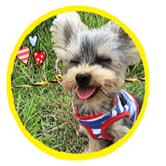 SticKer of a Yorkshire terrier