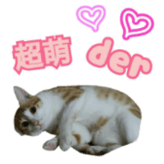lucky cat cute for you