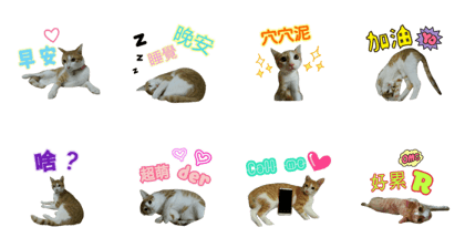 lucky cat cute for you