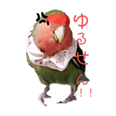 Introduction of animals in my home