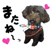 Toy Poodle "Andy"