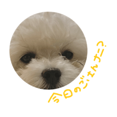 mokmok daily message