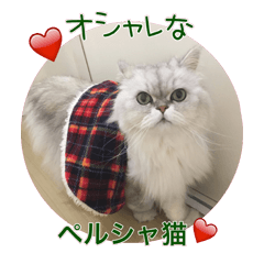 Stylish Persian cat Riki(English ver.)