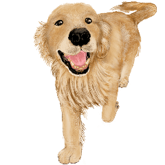 Friendly Dog Golden Retriever Line Stickers Line Store