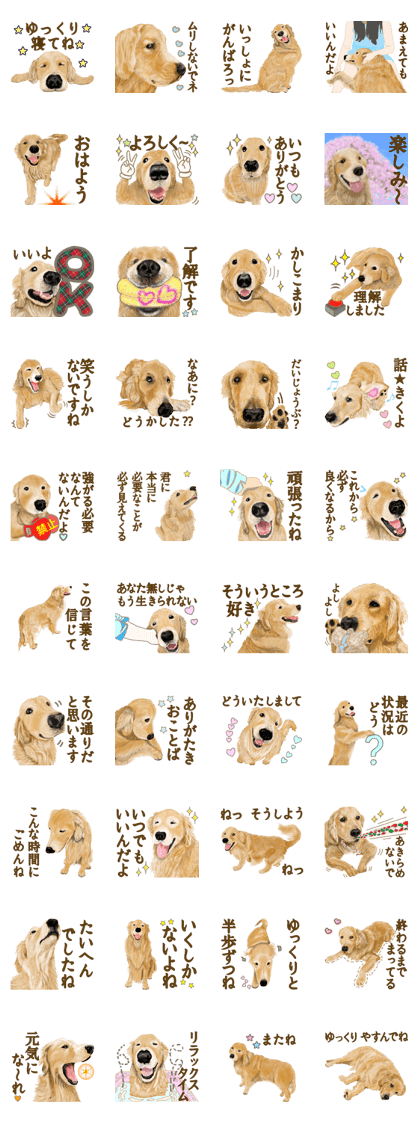 Friendly dog!Golden Retriever
