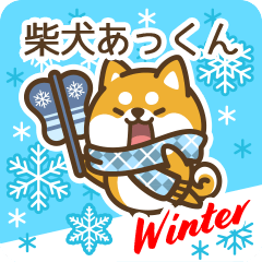 Shiba Akkun in Winter