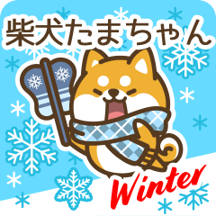 Shiba Tamachan in Winter