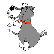 A lively Miniature Schnauzer