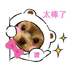 約克夏帥小孩嘟嘟