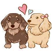 happy dachshund