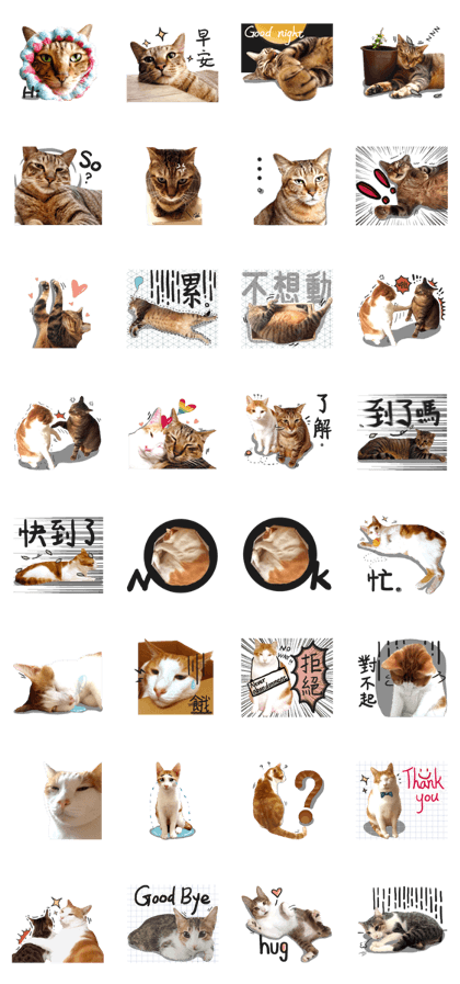 2+1 cats life