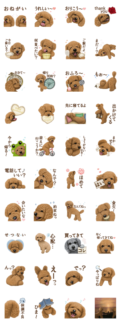 Toy Poodle & Toy Poodle. family