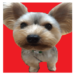 Sticker of a Yorkshire terrier4