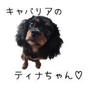 cavalier tina