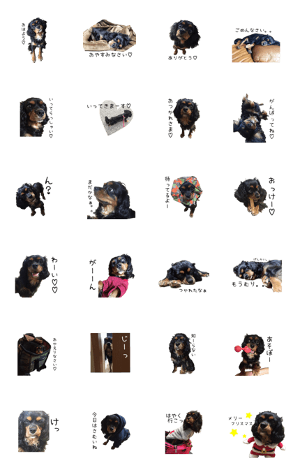 cavalier tina