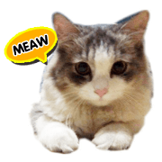Mung my cat
