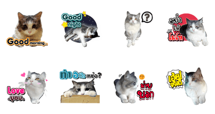 Mung my cat