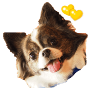 chihuahuaFan 2