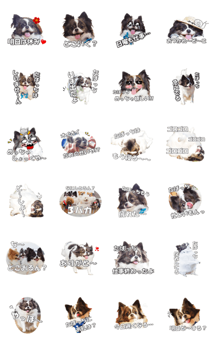 chihuahuaFan 2