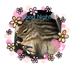 わが家の動物達