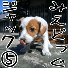 MIEDOG Jack Russell terrier sticker 5
