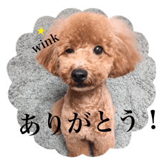 Standard of toy poodle