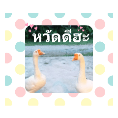 goose_20201108092147